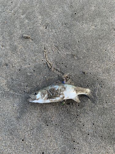 セイゴ（マルスズキ）の釣果