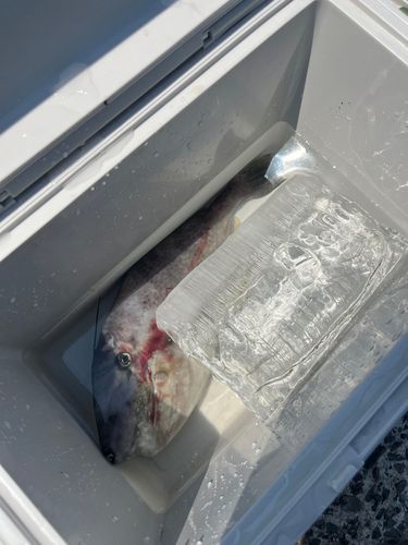 ウスバハギの釣果