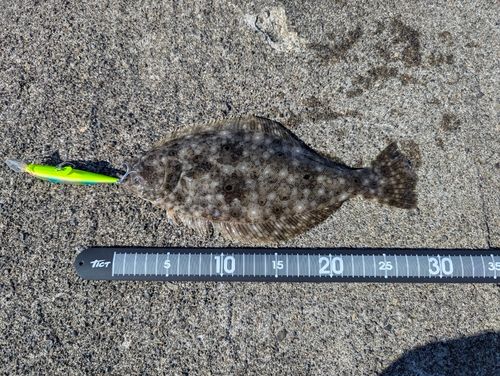 ソゲの釣果