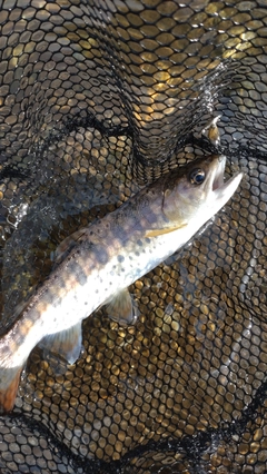 ヤマメの釣果