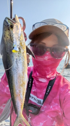 シイラの釣果