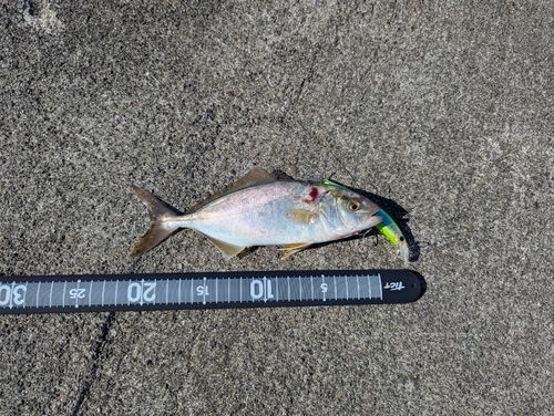 ショゴの釣果