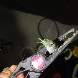 アジ