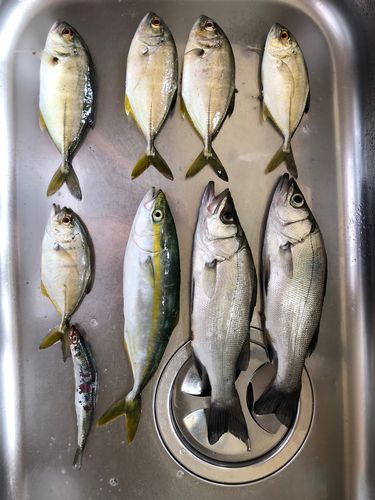 ウルメイワシの釣果