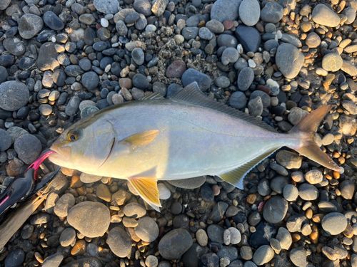 ショゴの釣果