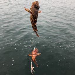 カサゴ