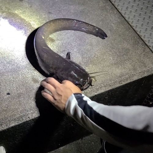 ナマズの釣果