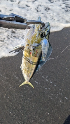 シイラの釣果