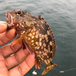 カサゴ