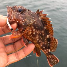 カサゴ