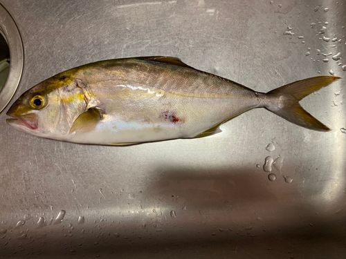 ネリゴの釣果