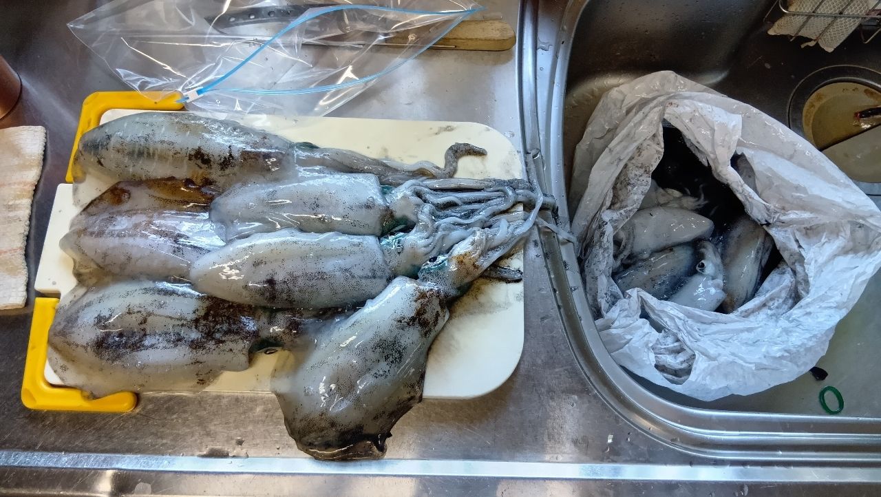 アオリイカ