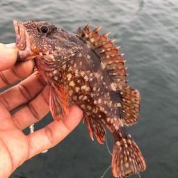 カサゴ
