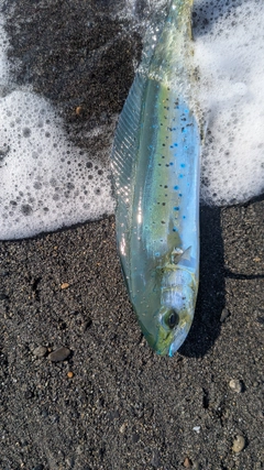 シイラの釣果