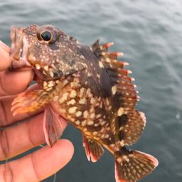 カサゴ