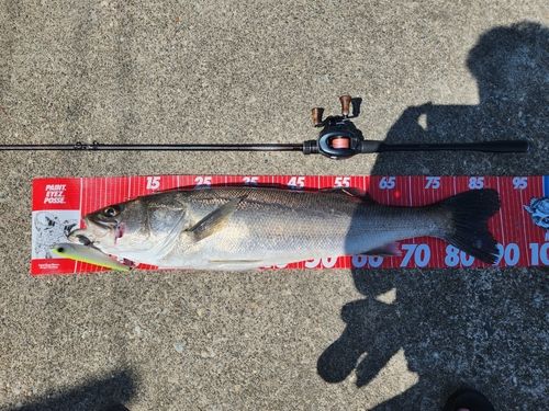 シーバスの釣果