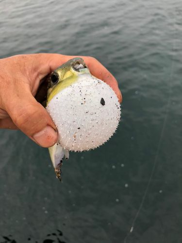 シロサバフグの釣果