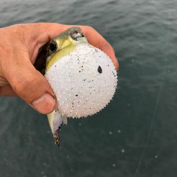 シロサバフグ
