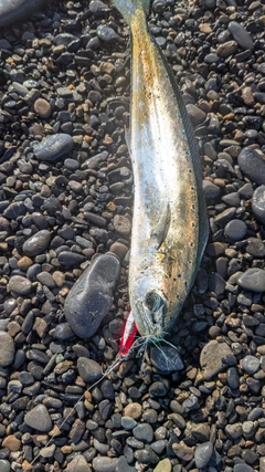 シイラの釣果