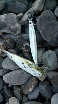 シロサバフグの釣果