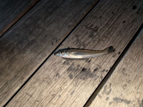 キスの釣果