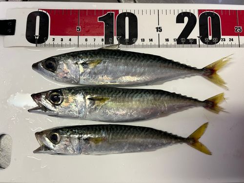 サバの釣果