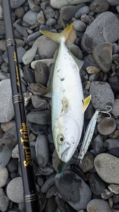 ワカシの釣果