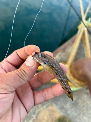 スジハゼの釣果