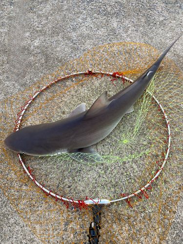 サメの釣果