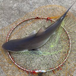 サメ