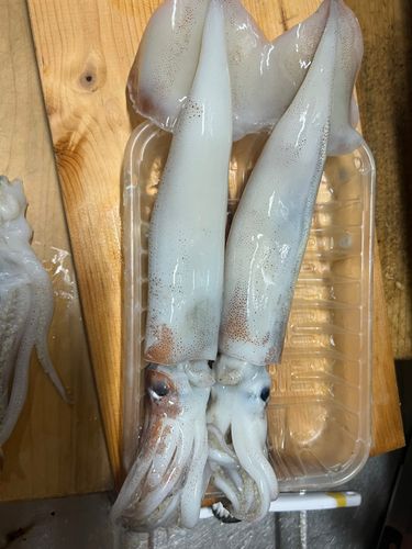 スルメイカの釣果