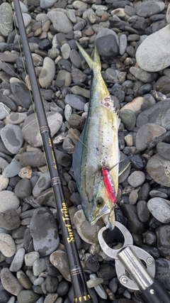シイラの釣果