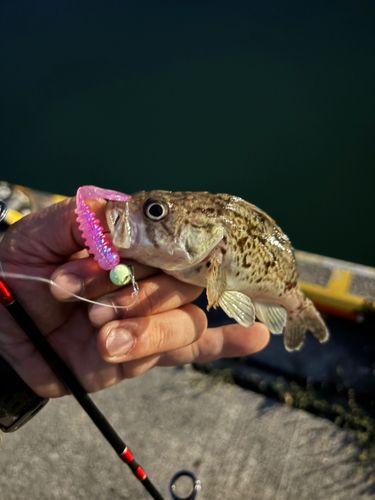 クロソイの釣果