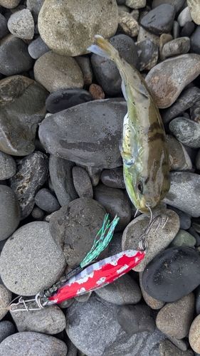 シロサバフグの釣果