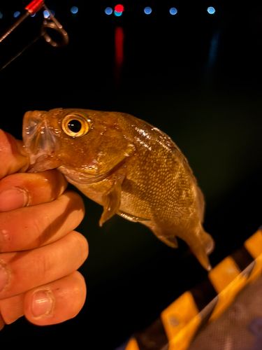 ガヤの釣果
