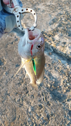 シログチの釣果