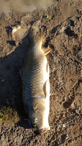 コイの釣果