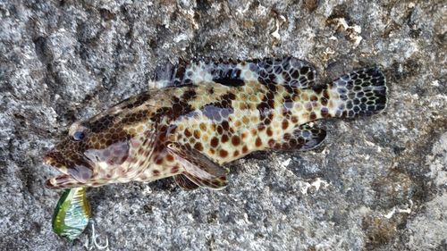 ヒトミハタの釣果