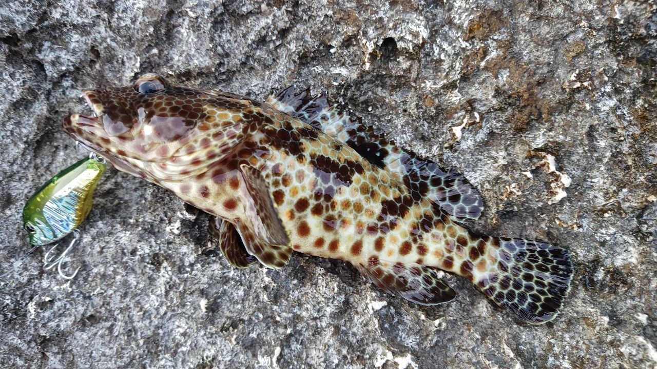 ヒトミハタ