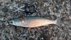 ボラの釣果