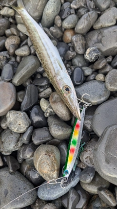 カマスの釣果