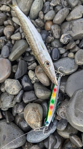 カマスの釣果