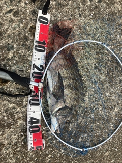 チヌの釣果