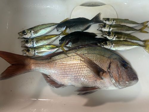タイの釣果