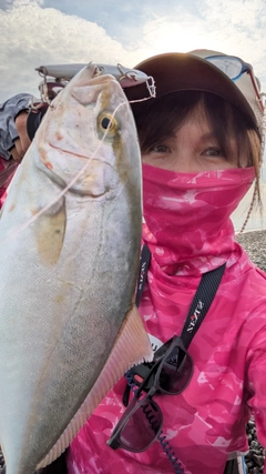 ショゴの釣果