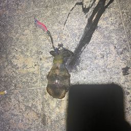 アオリイカ