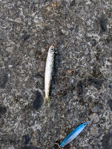 ウルメイワシの釣果