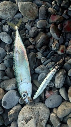 サバの釣果