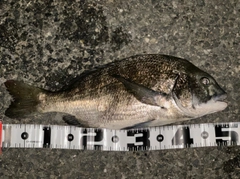 クロダイの釣果