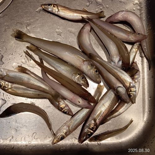 キスの釣果